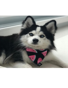 Collar Mi Pañuelo de tela para perro y gato