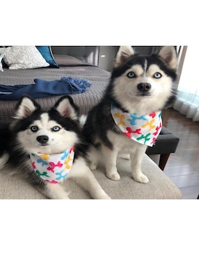 Pañuelo para mascotas Perritos Globo Mi Pañuelo