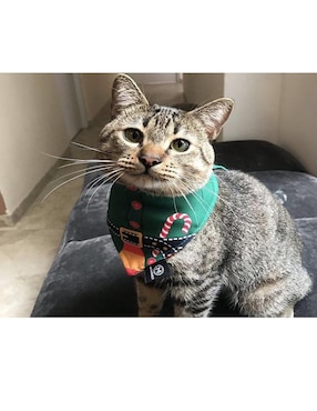 Pañuelo para mascotas Navidad doble vista Mi Pañuelo