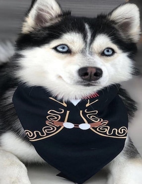 Pañuelo para mascotas Mi Pañuelo Charro