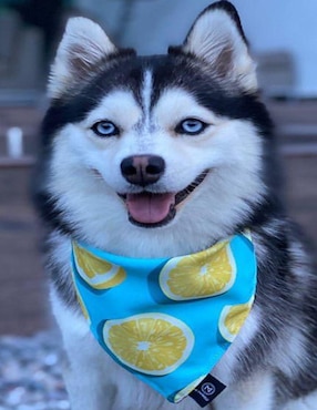 Pañuelo doble vista para Mascota Mi Pañuelo