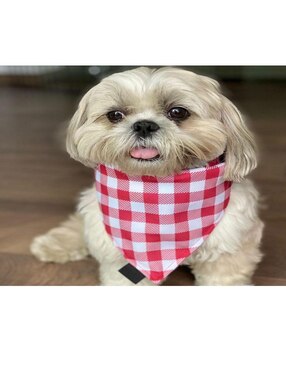 Pañuelo doble vista para Mascota Mi Pañuelo