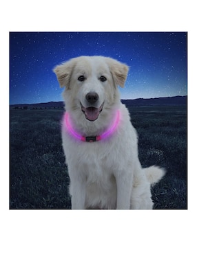 Collar Nite Ize con luz para perro