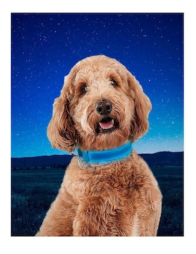 Collar Nite Ize con luz para perro