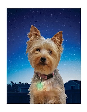 Collar Nite Ize de plástico para perro