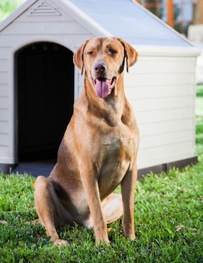 Casa para perro Keter