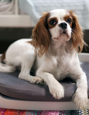 Cama para perro y gato Keter
