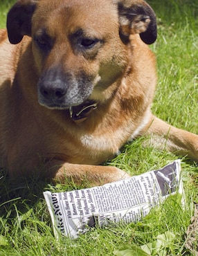 Juguete para perro Kikkerland