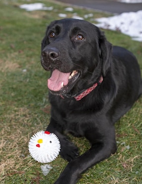 Pelota para perro Kikkerland