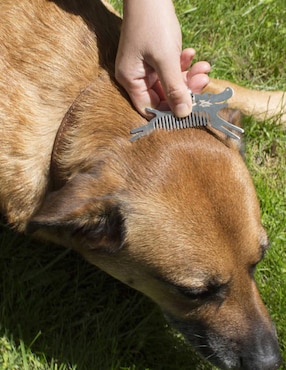 Peine Kikkerland de acero para perros