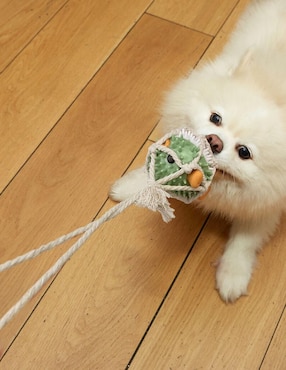 Juguete con cuerda para perro Kikkerland