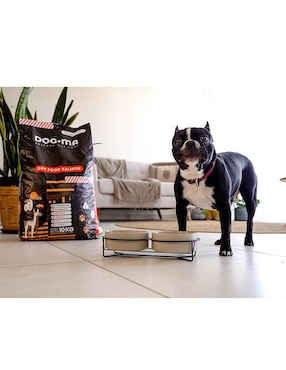 Croqueta Dogma de Salmón para perro todas las etapas contenido 10 kg