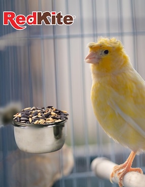 Comedero para ave Fancy Pets