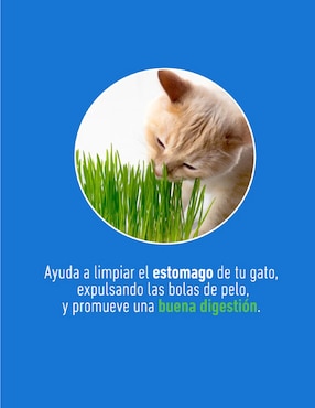 Pasto para gato Un Dos Treats