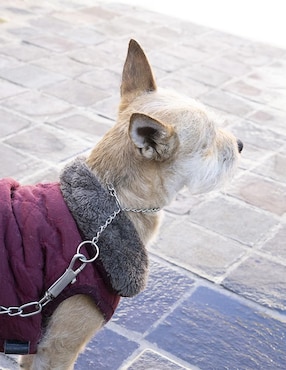 Collar Pet to Bed de acero para perro