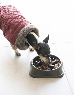 Plato para perro Pet to Bed