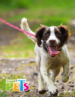 Correa Fancy Pets para perro
