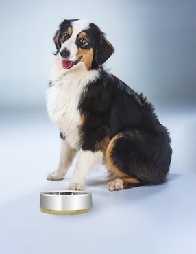 Plato para perro Zoopet 350 ml