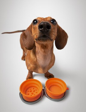 Plato para perro Zoopet
