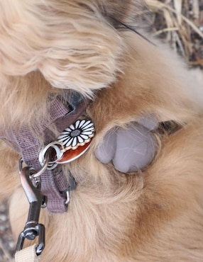 Collar Kikkerland para perro