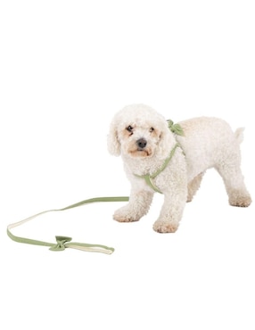 Collar decorativo para perro Maypet