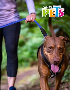 Correa Fancy Pets para perro