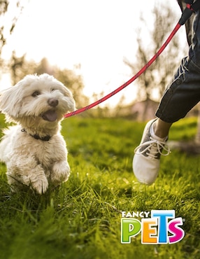 Correa Fancy Pets para perro