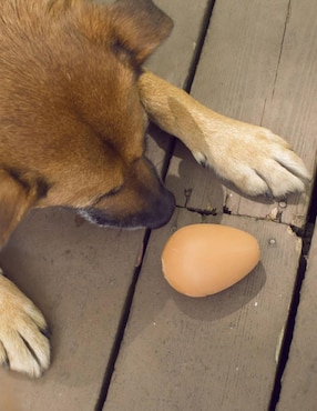 Juguete para perro Kikkerland