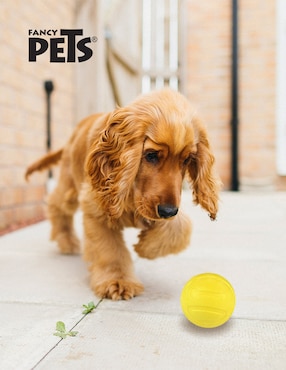 Pelota para perro Fancy Pets