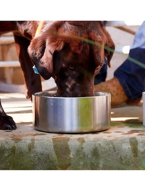 Plato para perro Xtellar G
