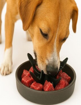Plato para perro Mi Pañuelo