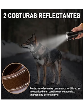Correa y collar Lab.G para perro