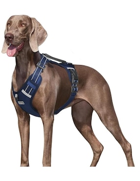 Correa Lab.G de sintético para perro