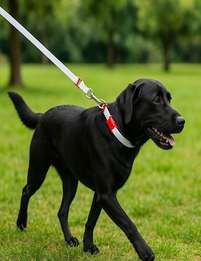 Correa y collar Mi Pañuelo para perro