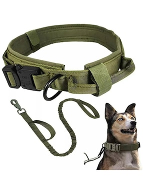 Correa y collar Lab.G para perro