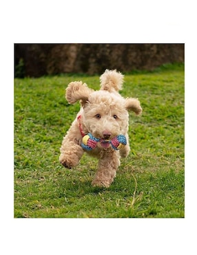 Kit de juguetes para perro Lab.g