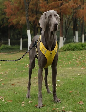 Pechera arnes de seguridad Lab.g para perro