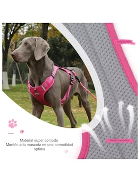 Arnés y correa Lab.G para perro