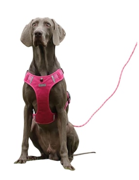 Pechera Lab.G para perro