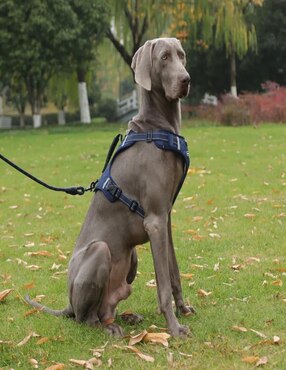 Pechera Lab.G para perro