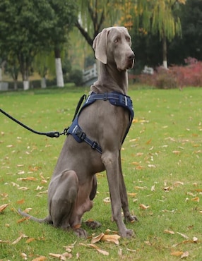 Pechera Lab.G para perro