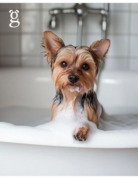 Shampoo Shaggy para perro