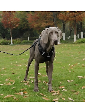 Pechera Xtellar para perro