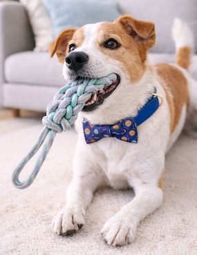 Juguete con cuerda para perro Zoopet