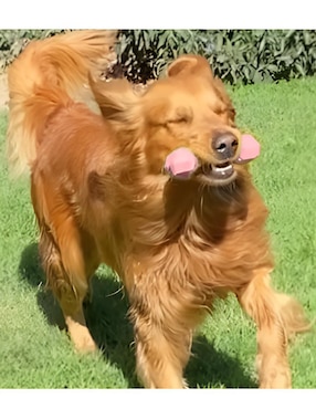 Juguete para perro xtellar