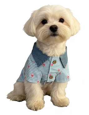 Playera para perro Zoopet