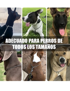 Collar Xtellar para perro