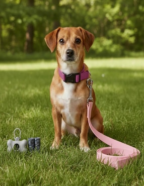 Correa y collar Ideen para perro
