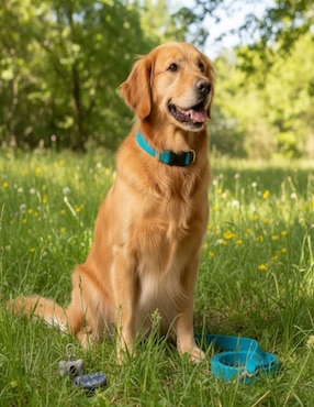 Kit de collar Ideen para perro