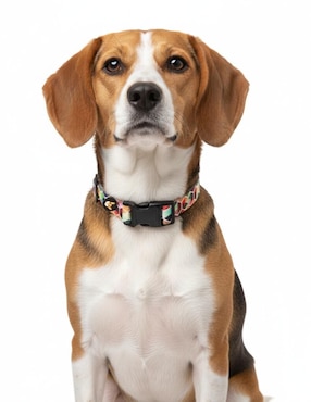 Collar Pet It! para perro